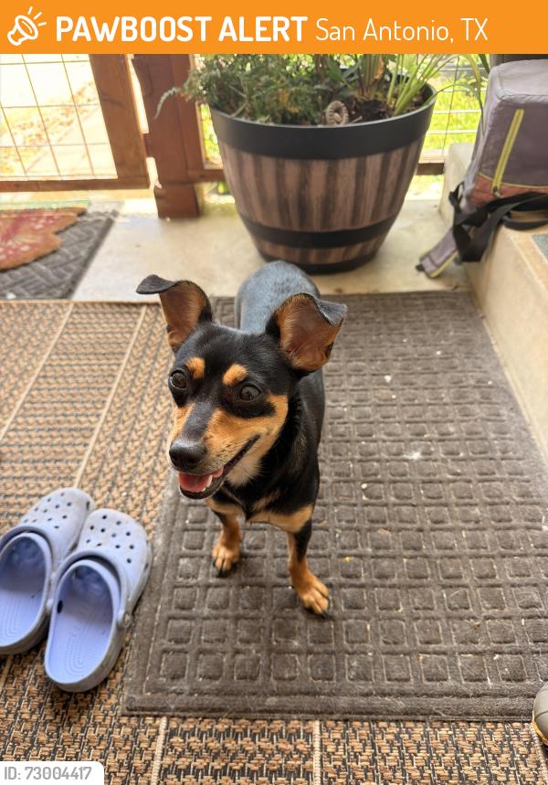 Found/Stray Female Dog last seen Ganor, San Antonio, TX 78225