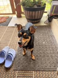 Found/Stray Female Dog last seen Ganor, San Antonio, TX 78225