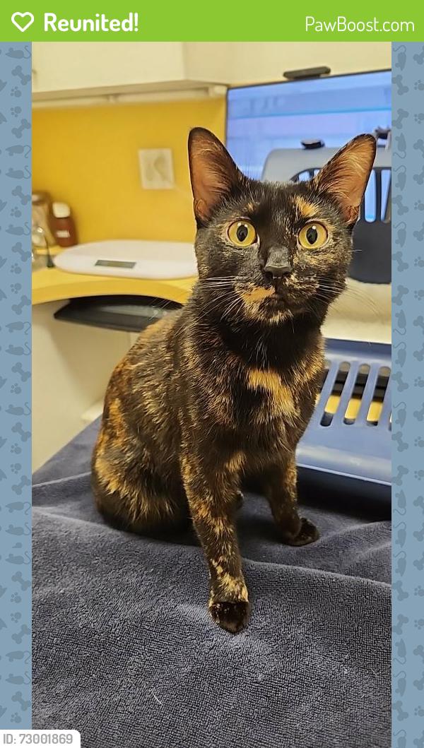 Reunited Female Cat last seen Breton road, Kentwood, MI 49548