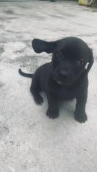 Reunited Male Dog last seen Miller Dr and 163 Ct, Miami, FL 33185