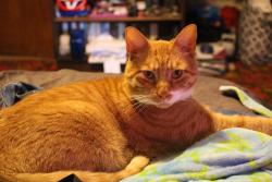 Lost Male Cat last seen E 49th & cook st, Denver, CO 80216