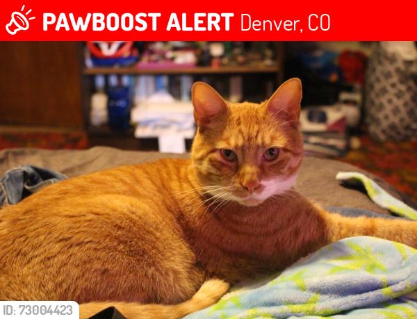 Lost Male Cat last seen E 49th & cook st, Denver, CO 80216