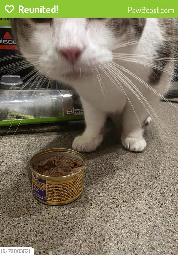 Reunited Male Cat last seen Near Robinson, Knoxville, TN 37923