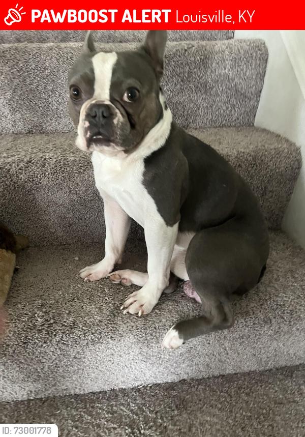 Lost Male Dog last seen Cooper Chapel Rd, Louisville, KY 40229