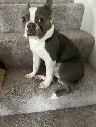 Lost Male Dog last seen Cooper Chapel Rd, Louisville, KY 40229