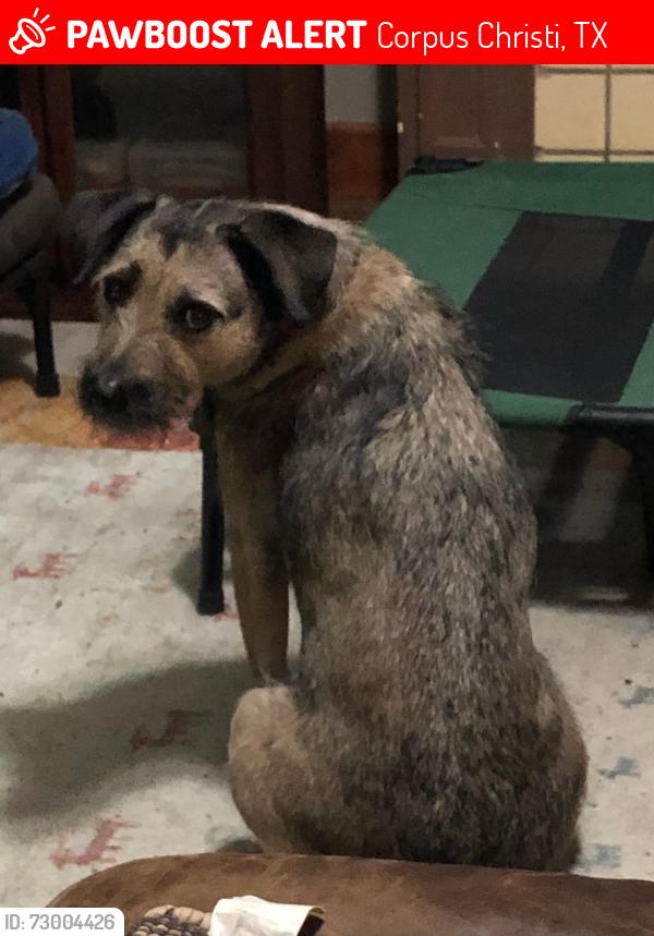 Lost Female Dog last seen Staples and Louisiana , Corpus Christi, TX 78404