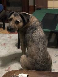Lost Female Dog last seen Staples and Louisiana , Corpus Christi, TX 78404