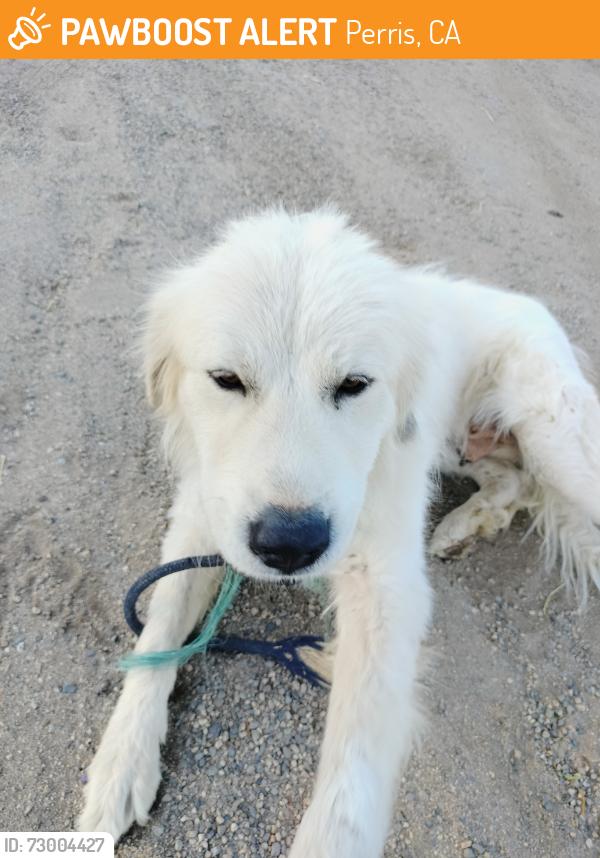 Found/Stray Female Dog last seen Day St and Markham St, Perris, CA 92570