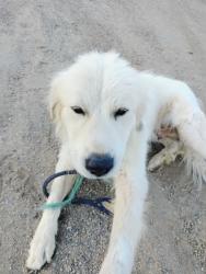 Found/Stray Female Dog last seen Day St and Markham St, Perris, CA 92570