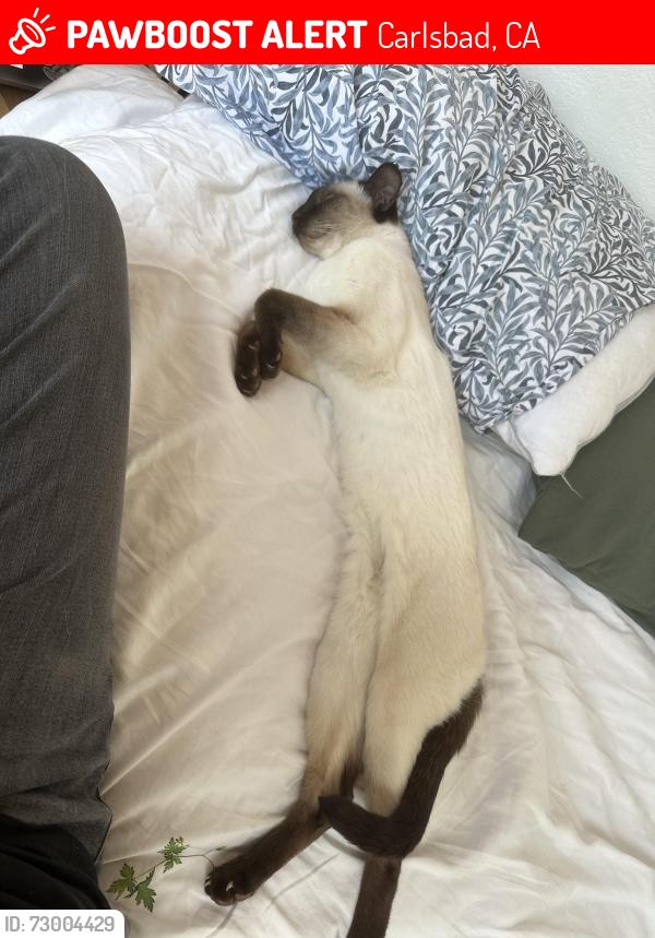 Lost Male Cat last seen Tamarack and Highland intersection, Chestnut Ave. , Carlsbad, CA 92008