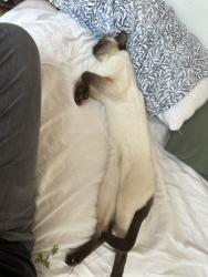 Lost Male Cat last seen Tamarack and Highland intersection, Chestnut Ave. , Carlsbad, CA 92008