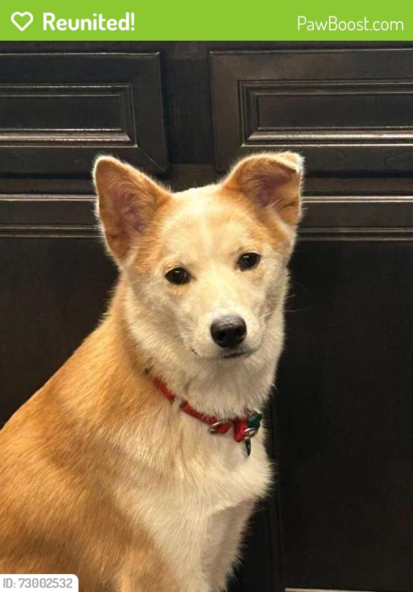 Reunited Male Dog last seen Whirlaway st , Waxahachie, TX 75165