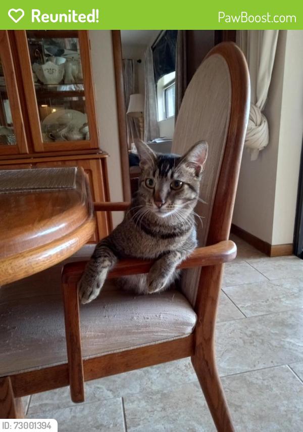 Reunited Male Cat last seen Holt LN and Waterfall Drive, Spring Hill, FL 34606