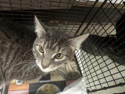Shelter Stray Male Cat last seen , 14409 Vanowen St, Van Nuys, CA 91405, USA