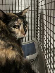 Shelter Stray Female Cat last seen , 14409 Vanowen St, Van Nuys, CA 91405, USA