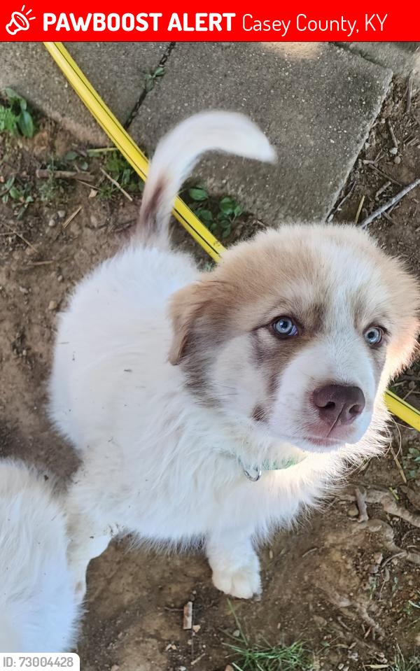 Lost Male Dog last seen Near ky mid way down, Casey County, KY 40437