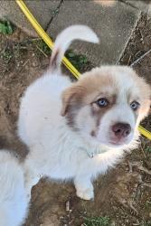 Lost Male Dog last seen Near ky mid way down, Casey County, KY 40437