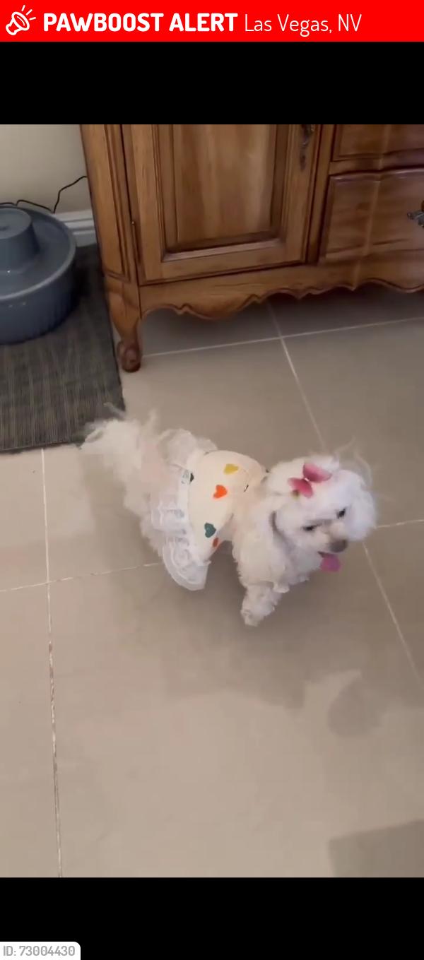 Lost Female Dog last seen Suzy Ct, Las Vegas, NV 89110