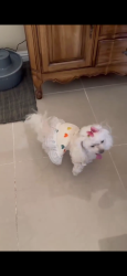 Lost Female Dog last seen Suzy Ct, Las Vegas, NV 89110