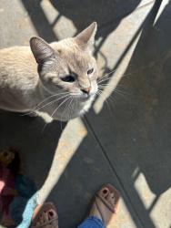 Found/Stray Unknown Cat last seen Snow Drive , Los Angeles, CA 90063