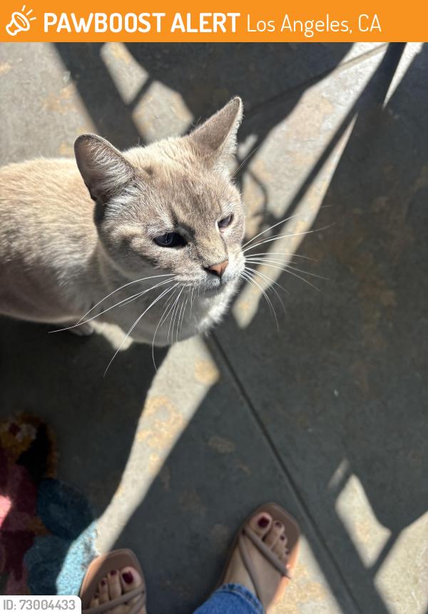 Found/Stray Unknown Cat last seen Snow Drive , Los Angeles, CA 90063