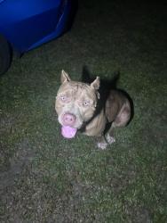 Found/Stray Male Dog last seen carter spencer , Middleburg, FL 32068