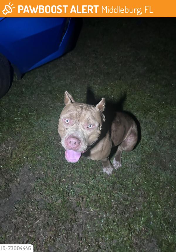Found/Stray Male Dog last seen carter spencer , Middleburg, FL 32068
