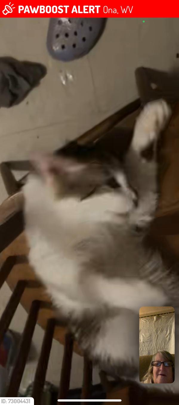 Lost Male Cat last seen Apt across from hse, Ona, WV 25545