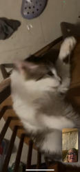 Lost Male Cat last seen Apt across from hse, Ona, WV 25545