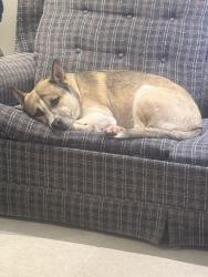 Lost Male Dog last seen Yonge and Patricia , Toronto, ON M2M 3V7