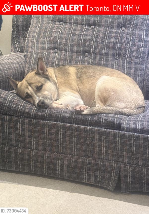 Lost Male Dog last seen Yonge and Patricia , Toronto, ON M2M 3V7