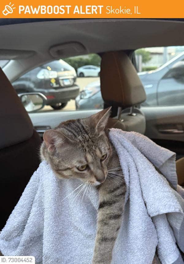Found/Stray Male Cat last seen Main St, Skokie, IL 60077