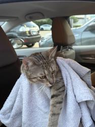 Found/Stray Male Cat last seen Main St, Skokie, IL 60077