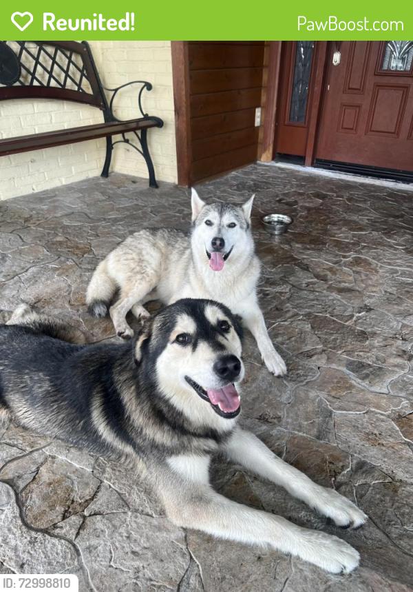 Reunited Male Dog last seen Carillon and Peyton, Dallas, TX 75240