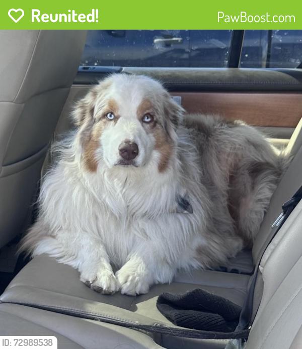 Reunited Male Dog last seen Parish ranch area, Larimer County, CO 80513