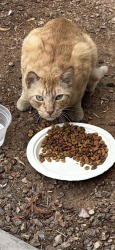 Reunited Unknown Cat last seen Beloat and miller , Buckeye, AZ 85326