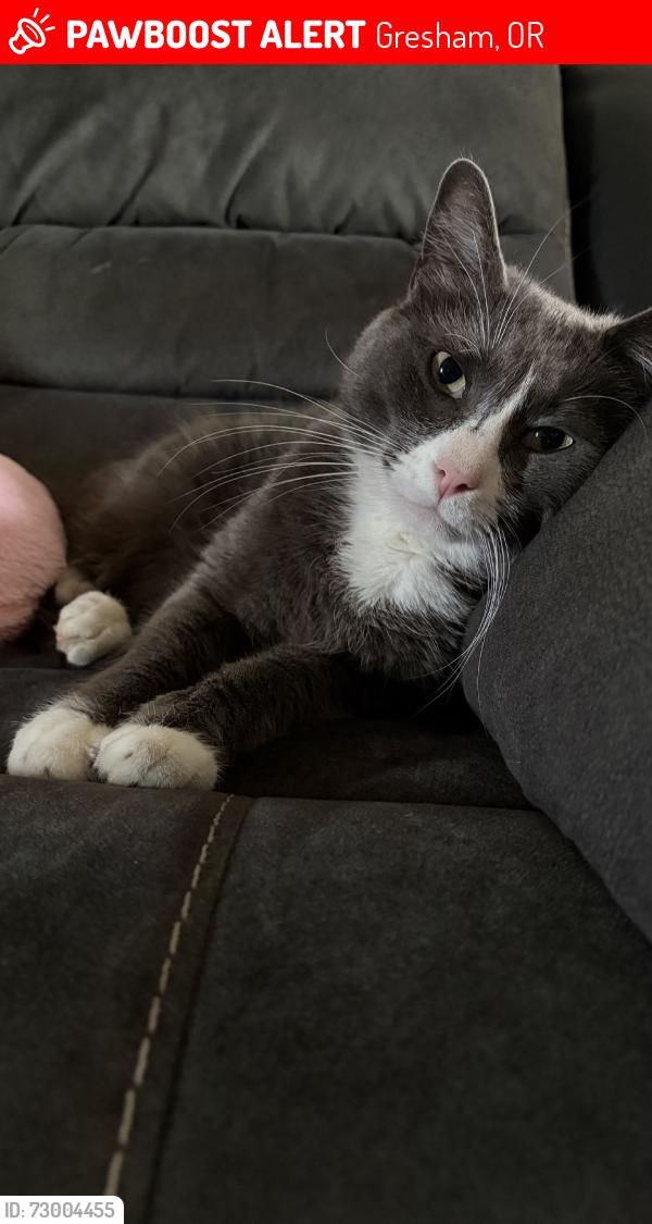 Lost Male Cat last seen 25th st, Gresham, OR 97080