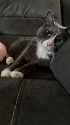Lost Male Cat last seen 25th st, Gresham, OR 97080