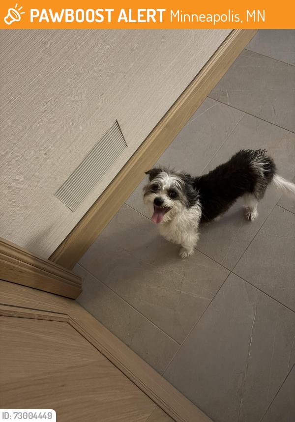 Found/Stray Male Dog last seen Lake of Isles, Minneapolis, MN 55405