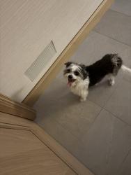Found/Stray Male Dog last seen Lake of Isles, Minneapolis, MN 55405