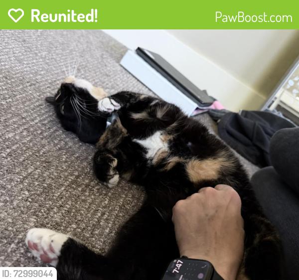 Reunited Female Cat last seen 18th Street and Hill Rd: Boise Northend., Boise, ID 83702
