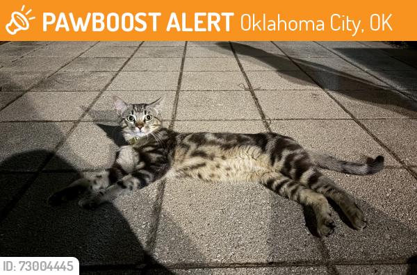Found/Stray Unknown Cat last seen Kerr park , Oklahoma City, OK 73102