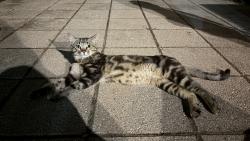 Found/Stray Unknown Cat last seen Kerr park , Oklahoma City, OK 73102