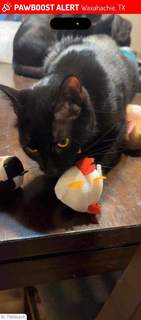 Lost Female Cat last seen Shawnee Rd , Waxahachie, TX 75165