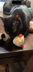 Lost Female Cat last seen Shawnee Rd , Waxahachie, TX 75165