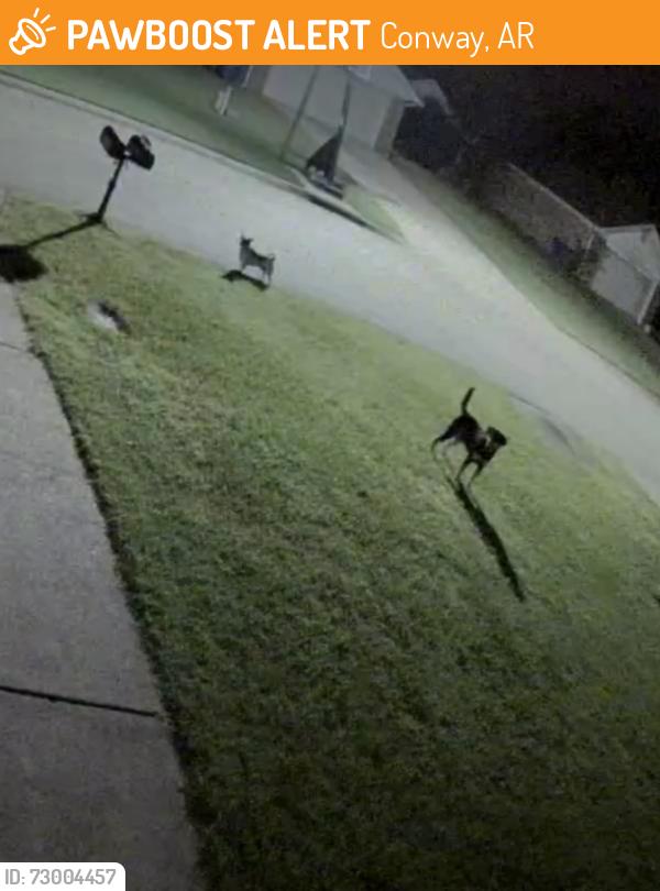 Found/Stray Unknown Dog last seen Ruth Doyle, Conway, AR 72034