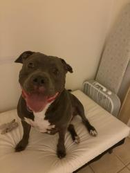 Reunited Male Dog last seen Near north Flagler drive, west palm beach, West Palm Beach, FL 33407