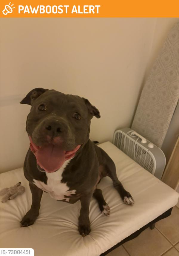 Found/Stray Male Dog last seen Near north Flagler drive, west palm beach, West Palm Beach, FL 33407