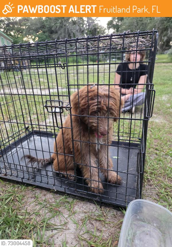 Found/Stray Unknown Dog last seen Pucked up around Little Ceasers in Fruitland Park , Fruitland Park, FL 34731