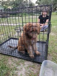 Found/Stray Unknown Dog last seen Pucked up around Little Ceasers in Fruitland Park , Fruitland Park, FL 34731